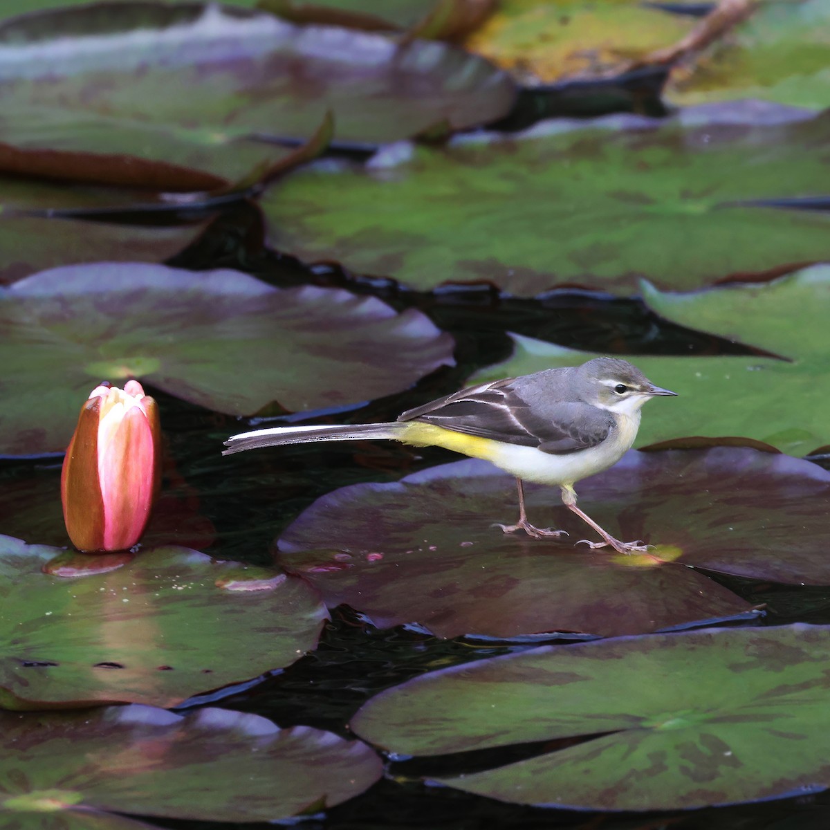 Gray Wagtail - ML628023970