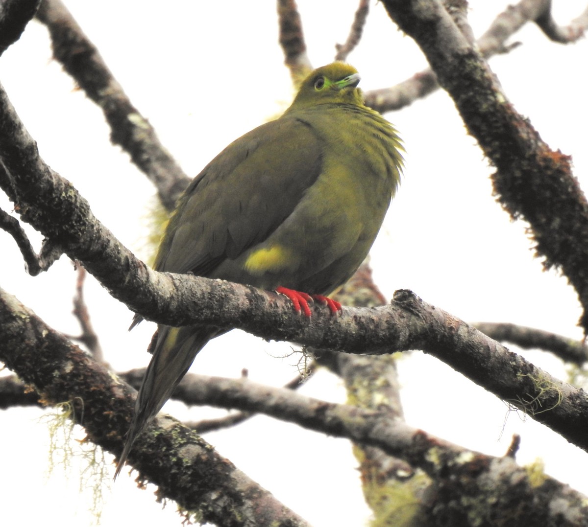 Sumatran Green-Pigeon - ML628024011