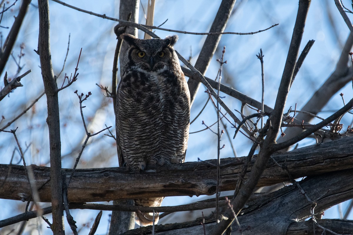 Great Horned Owl - ML628024049