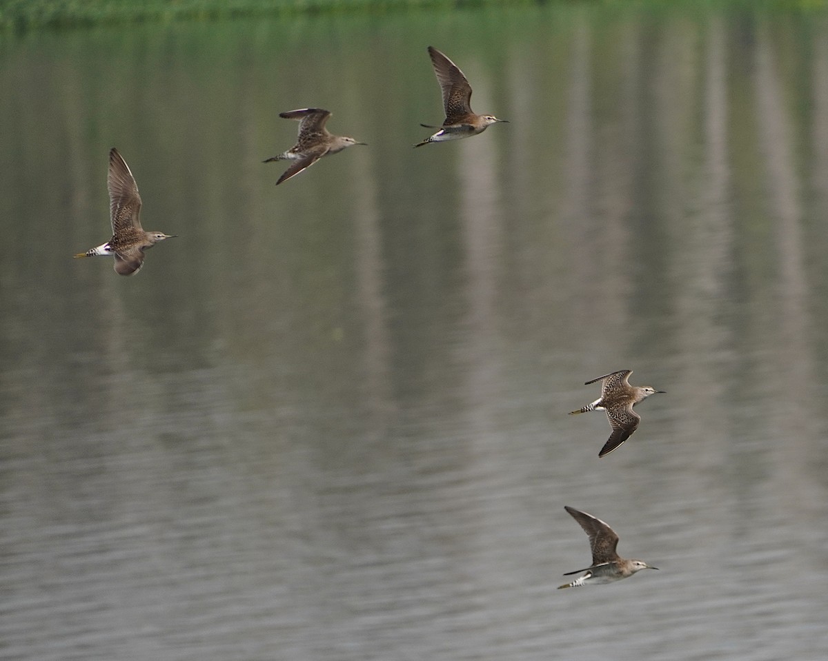 Wood Sandpiper - ML628024166