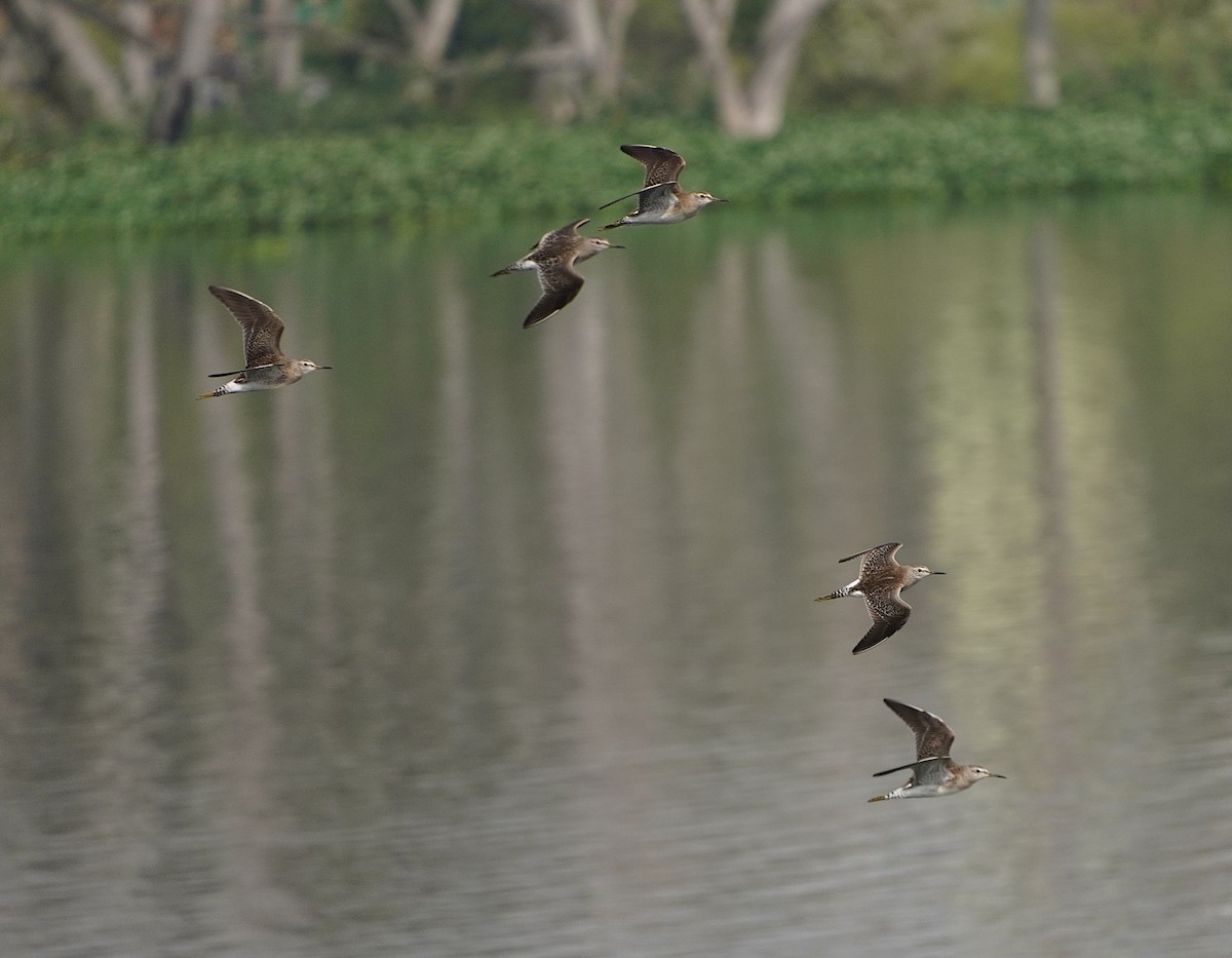 Wood Sandpiper - ML628024167