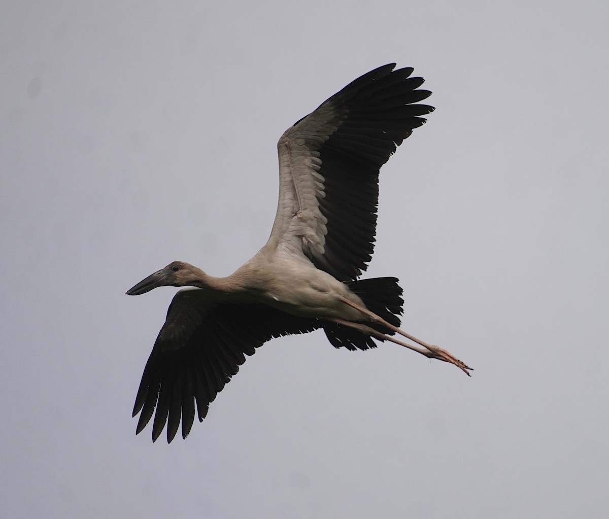 Asian Openbill - ML628024172