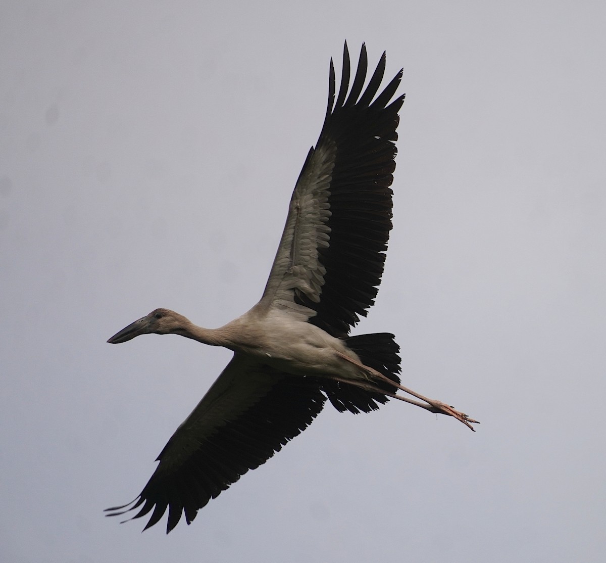 Asian Openbill - ML628024173