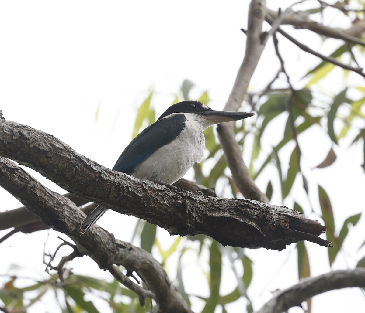 Torresian Kingfisher - ML628024205