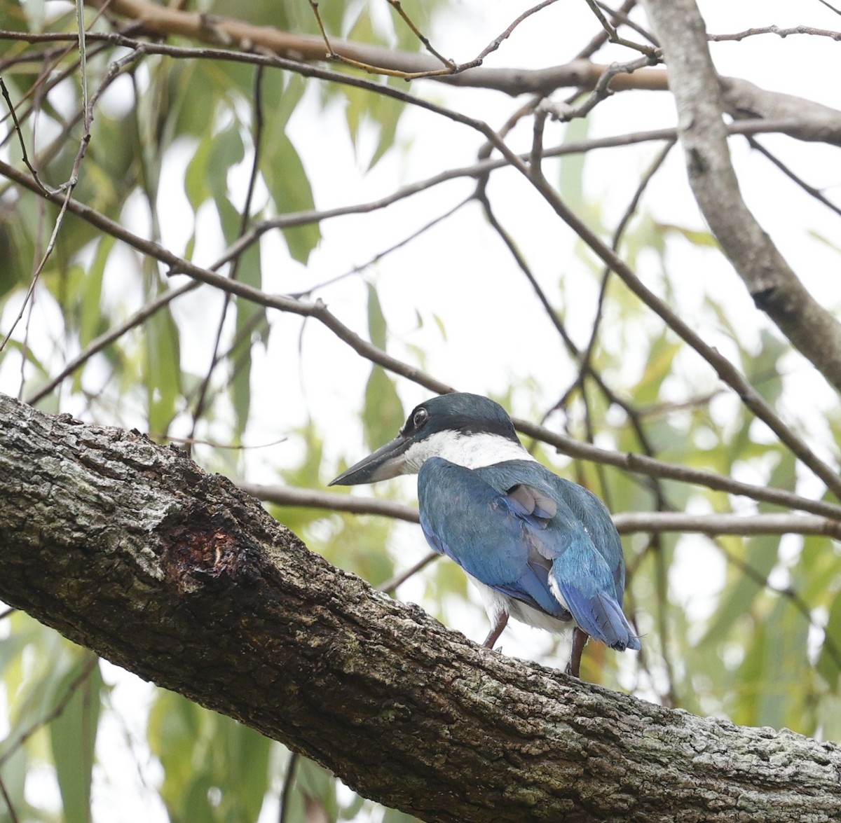 Torresian Kingfisher - ML628024206