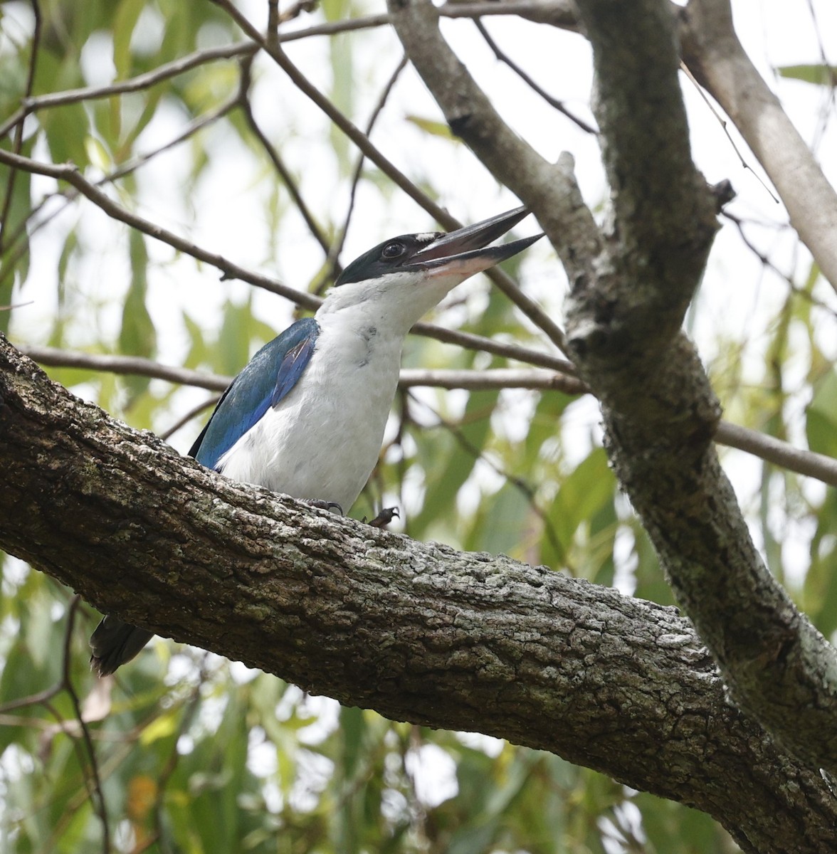 Torresian Kingfisher - ML628024207
