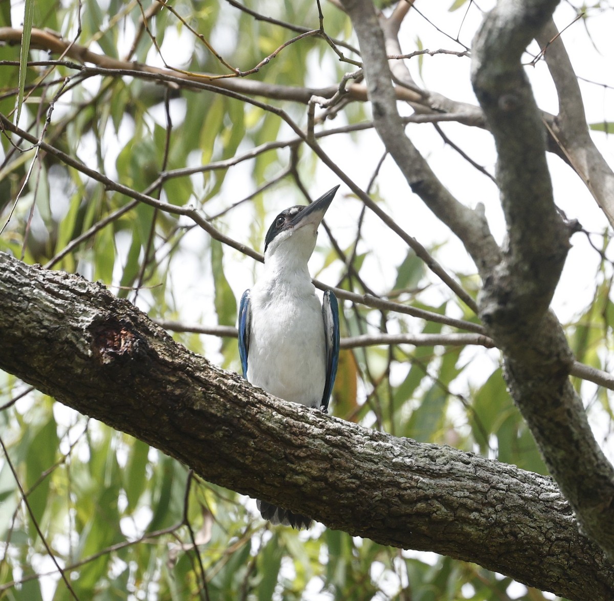Torresian Kingfisher - ML628024208