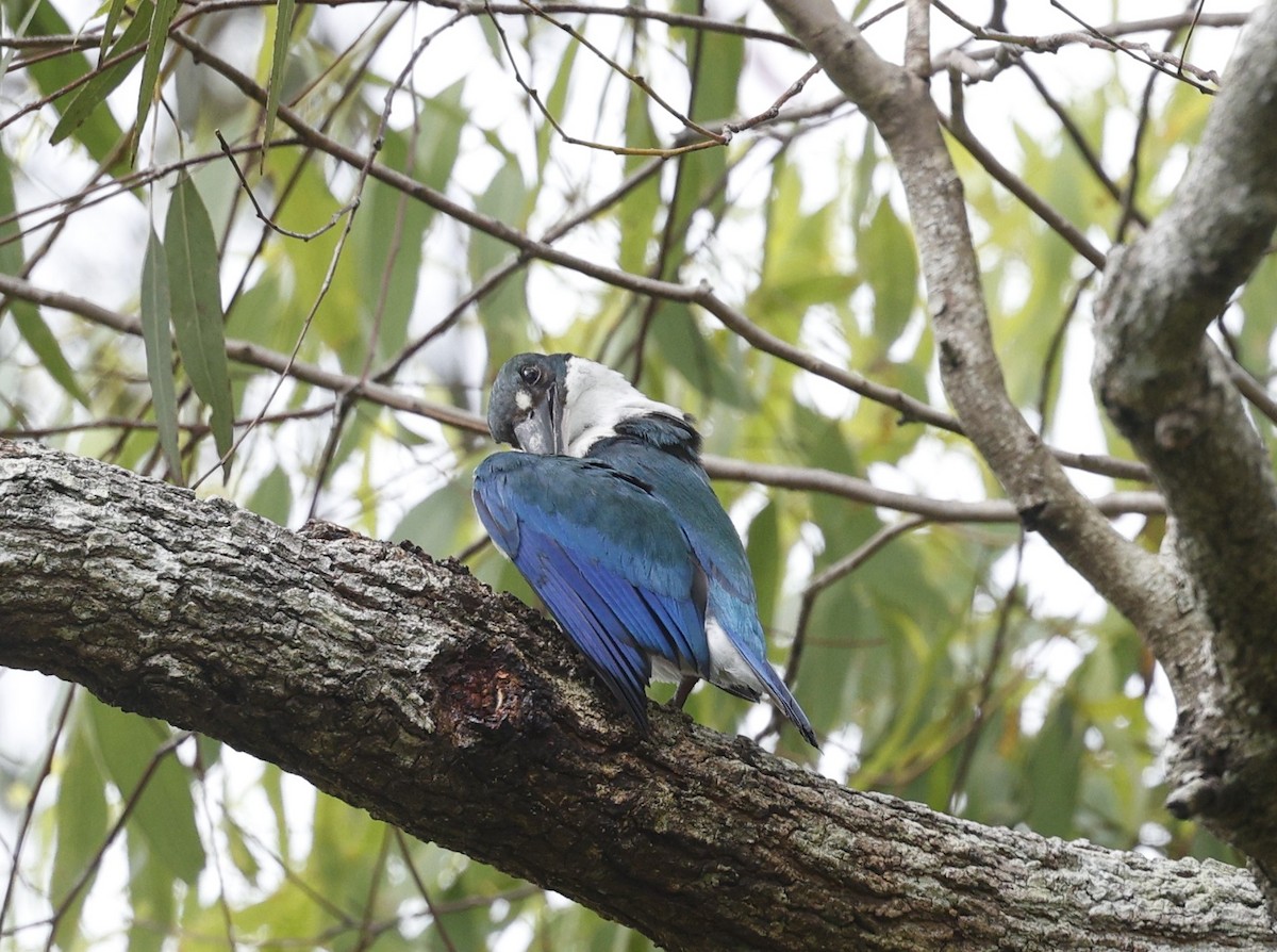 Torresian Kingfisher - ML628024209