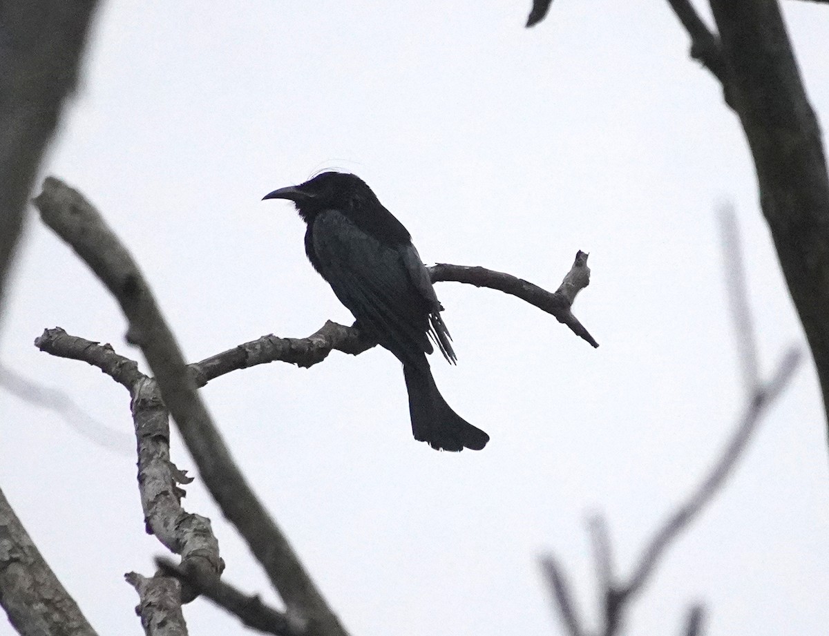 Hair-crested Drongo - ML628024217