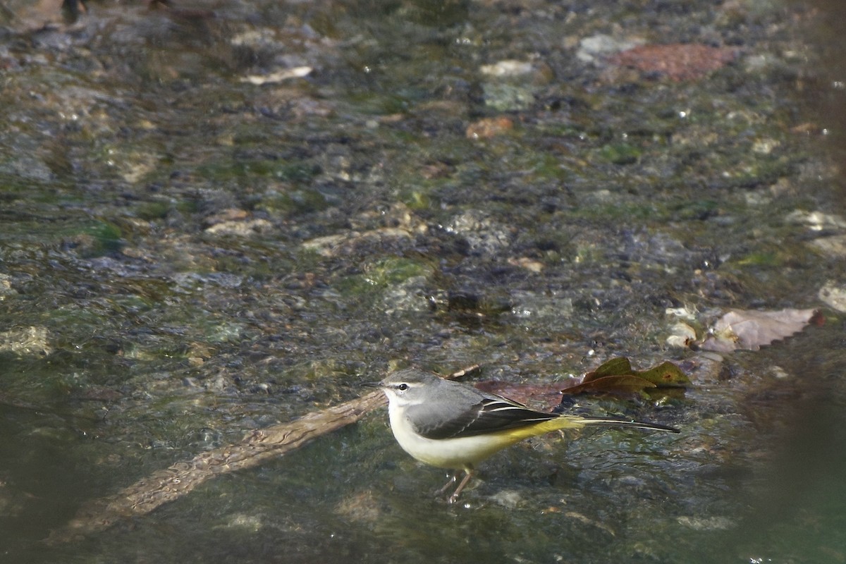 Gray Wagtail - ML628024225