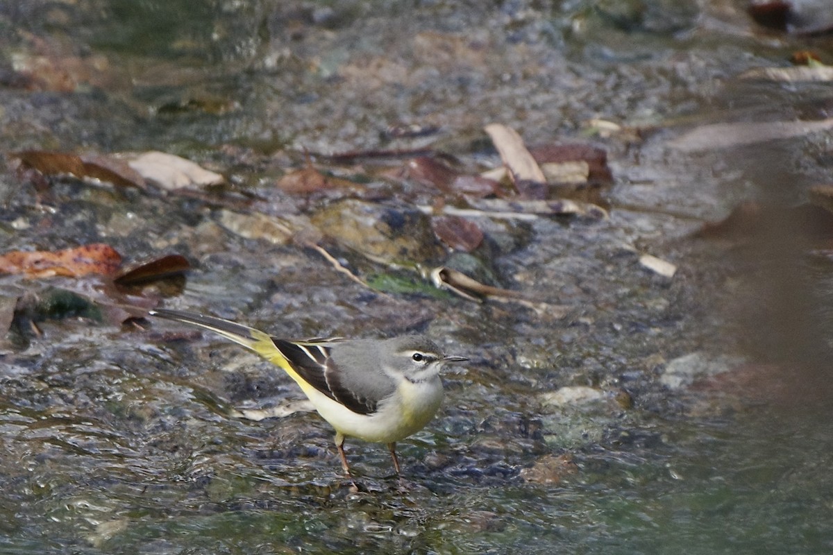 Gray Wagtail - ML628024226