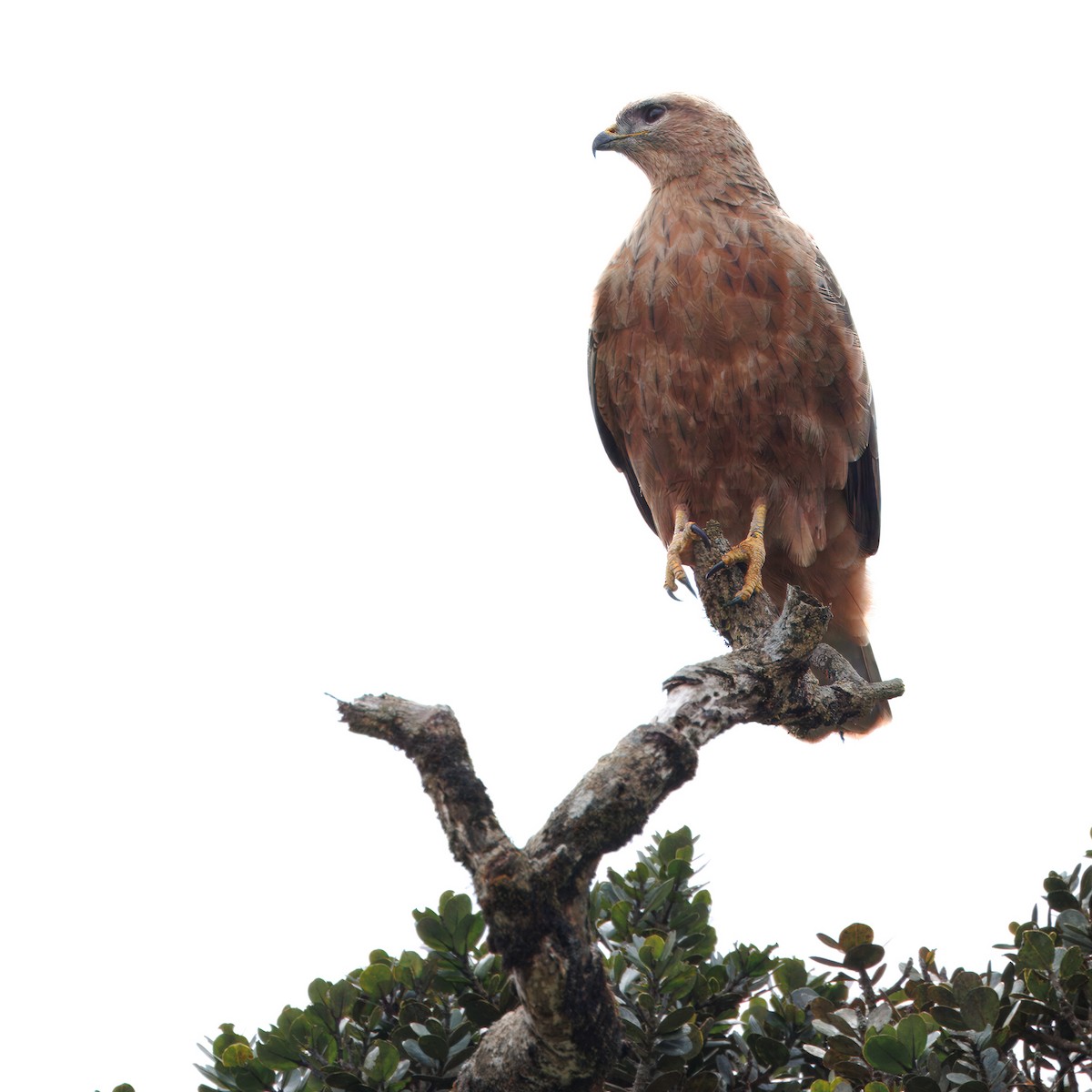 Common Buzzard (Steppe) - ML628024248