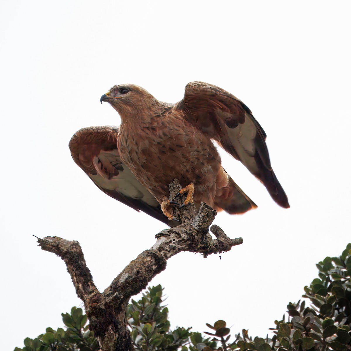 Common Buzzard (Steppe) - ML628024249