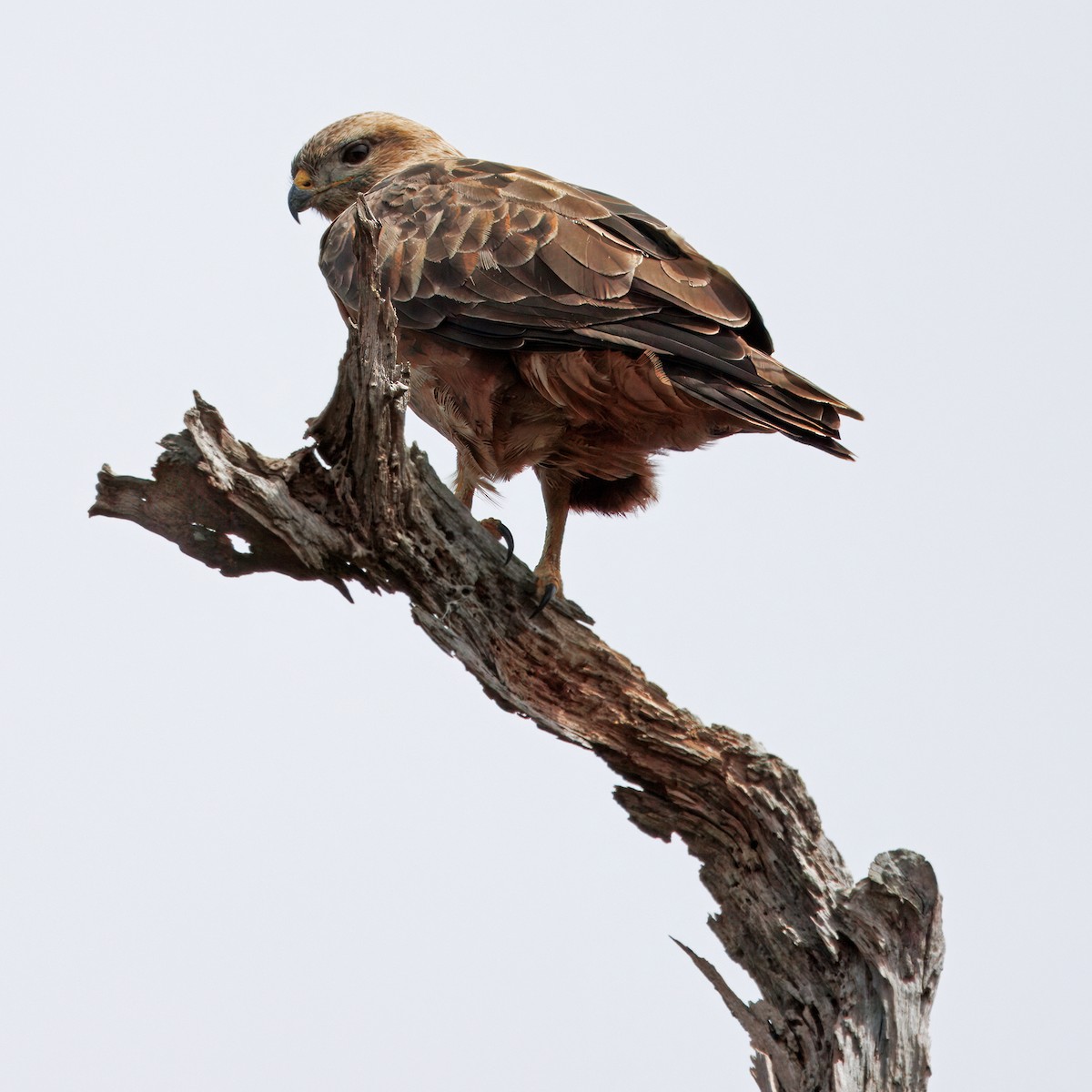 Common Buzzard (Steppe) - ML628024250