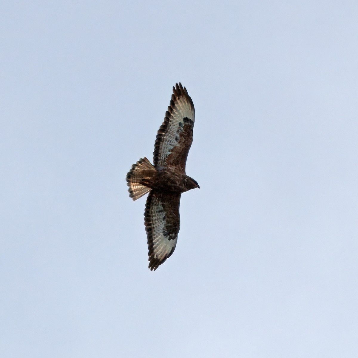 Common Buzzard (Steppe) - ML628024252