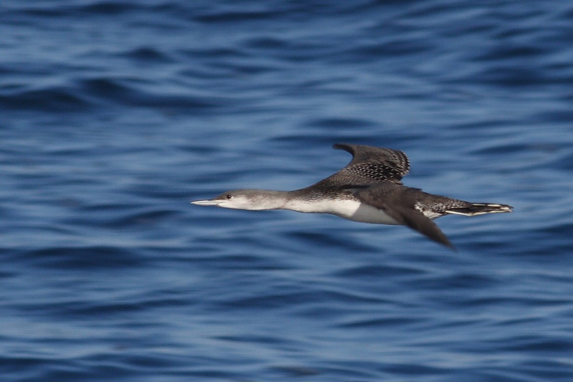 Common Loon - ML628024309