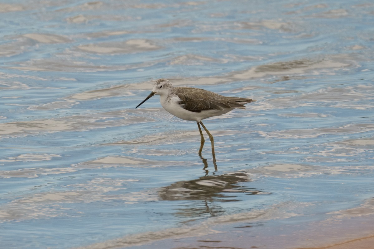 Бүрдний хөгчүү - ML628024316