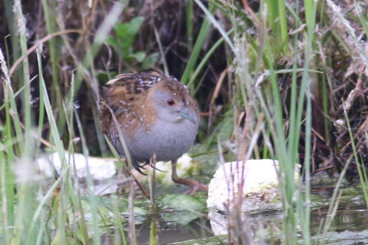 Baillon's Crake - ML628024328