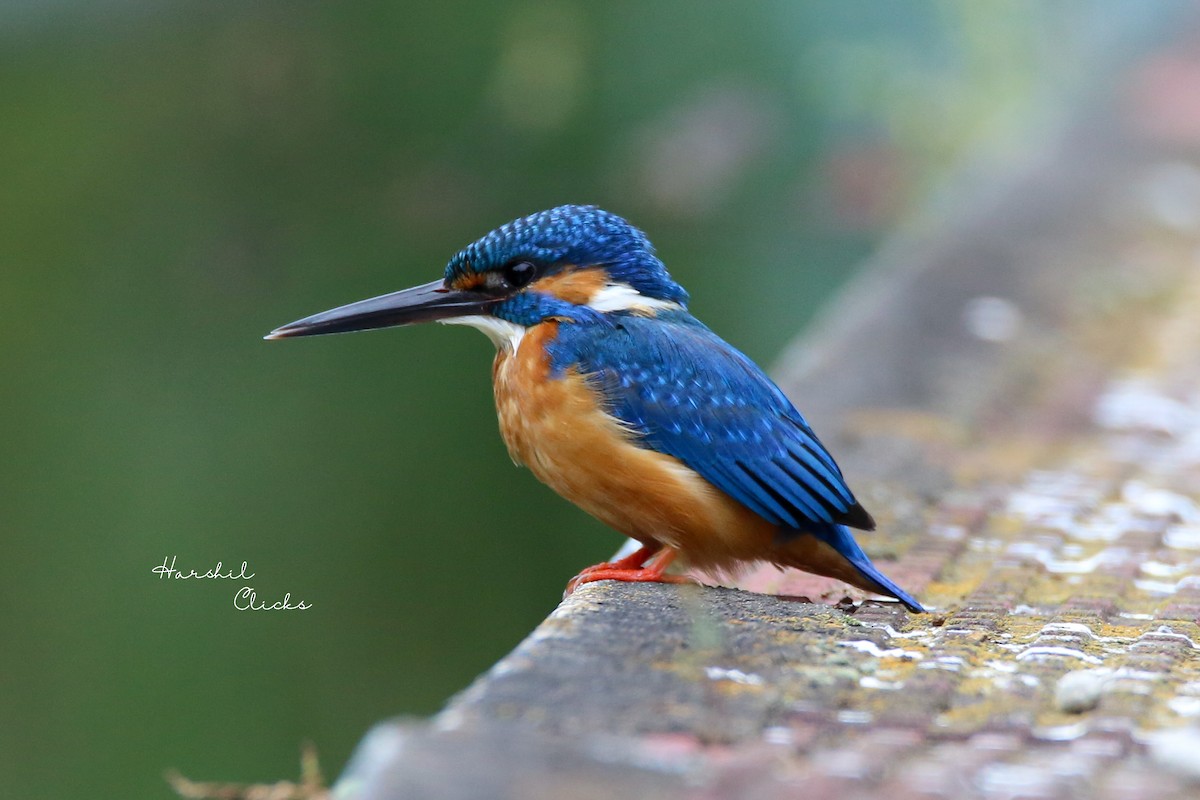 Common Kingfisher - ML628024329