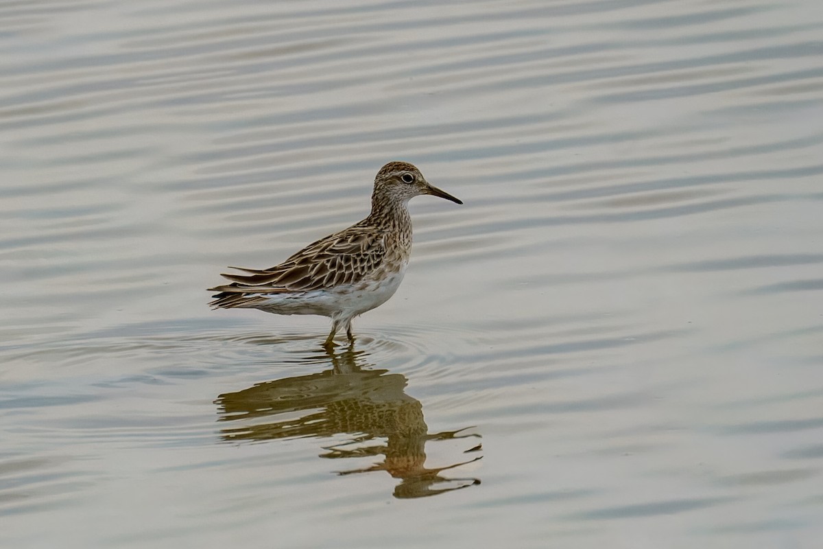 Сүүл элсэг - ML628024332