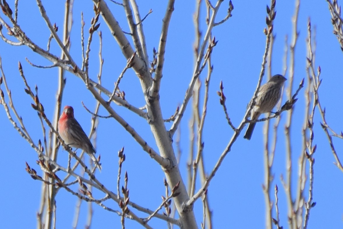 House Finch - ML628024355