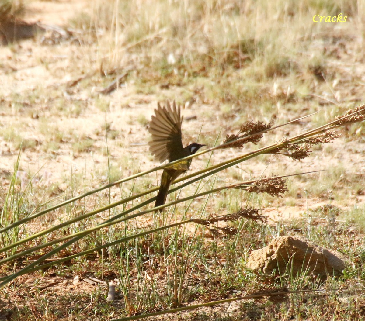 White-eared Honeyeater - ML628024439