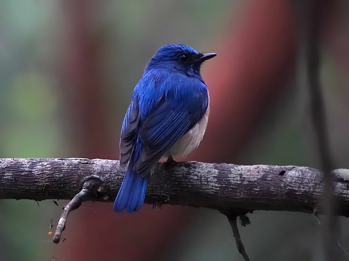 Blue-throated Flycatcher - ML628024473