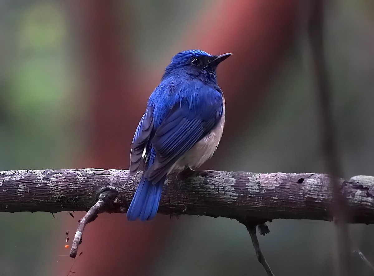 Blue-throated Flycatcher - ML628024475