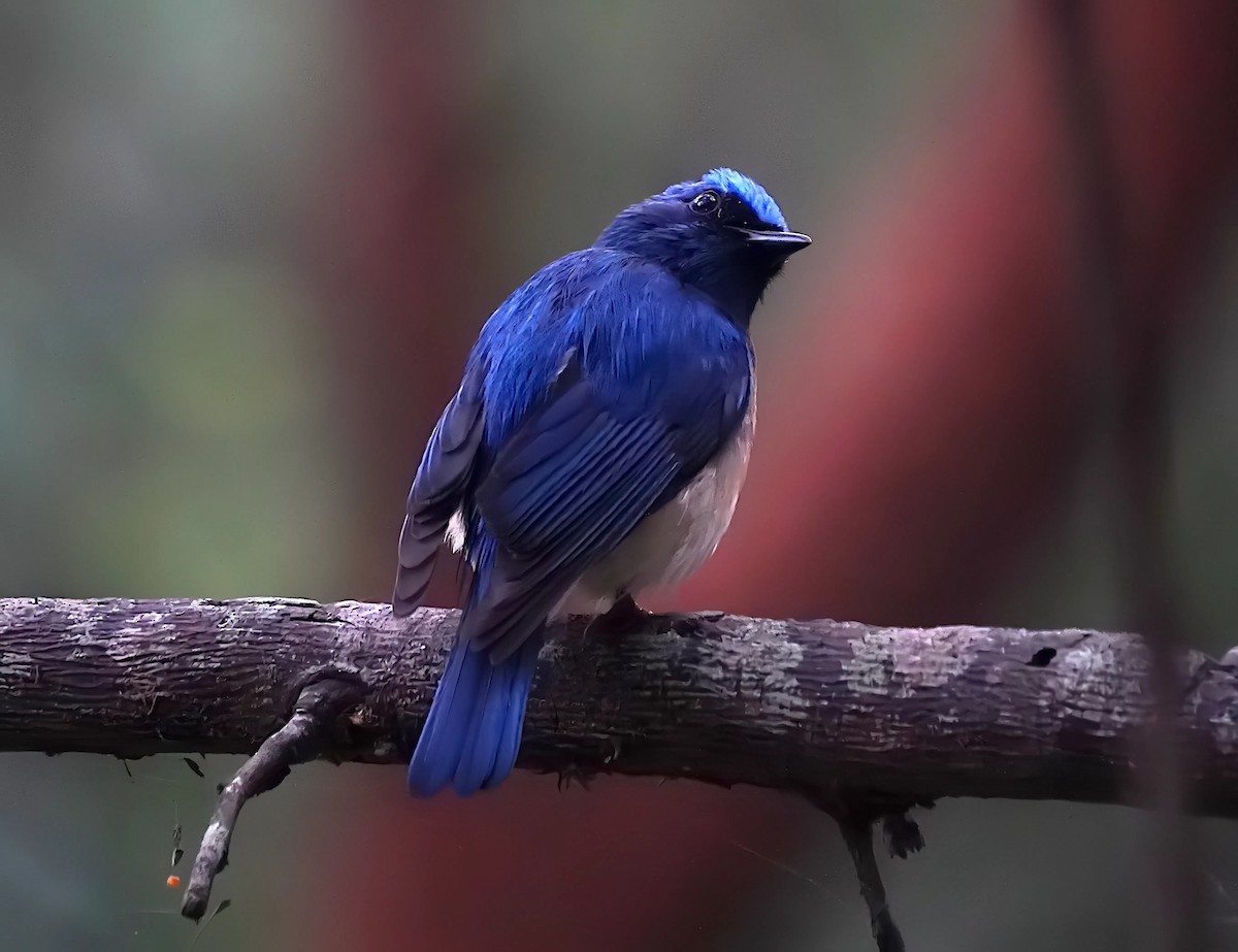 Blue-throated Flycatcher - ML628024476