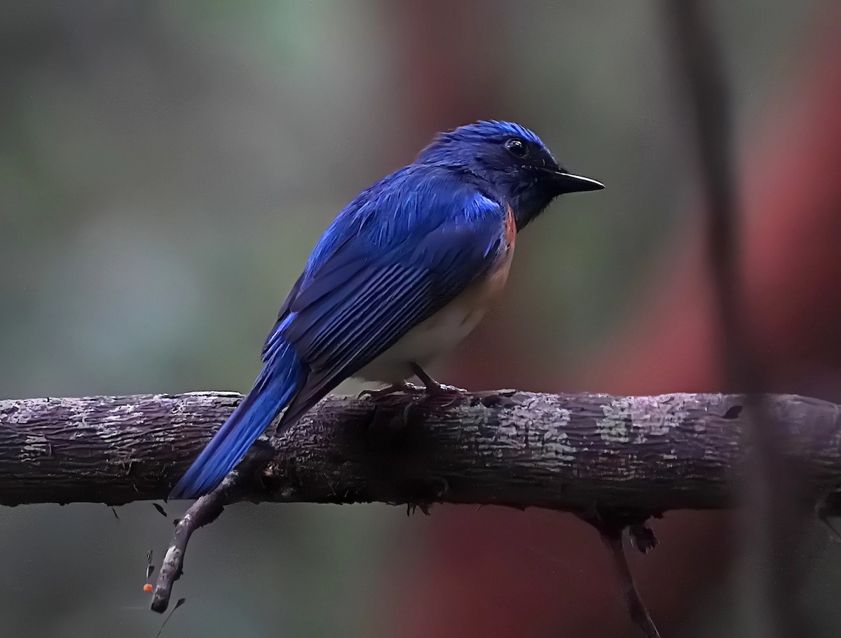 Blue-throated Flycatcher - ML628024477