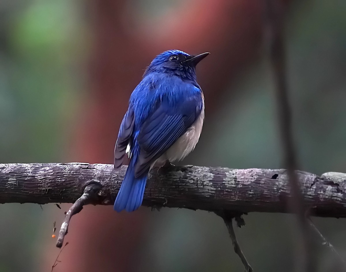 Blue-throated Flycatcher - ML628024478