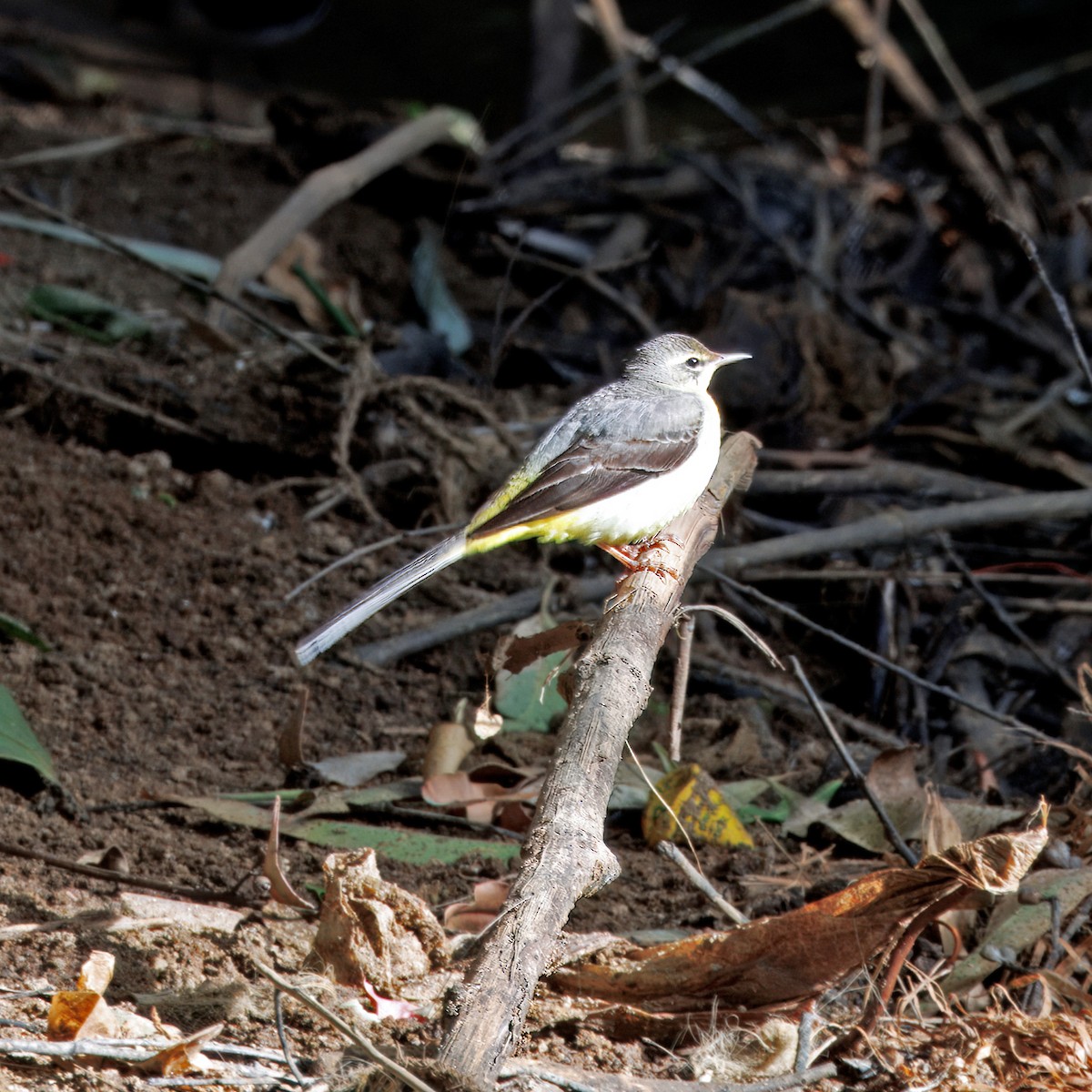 Gray Wagtail - ML628024508