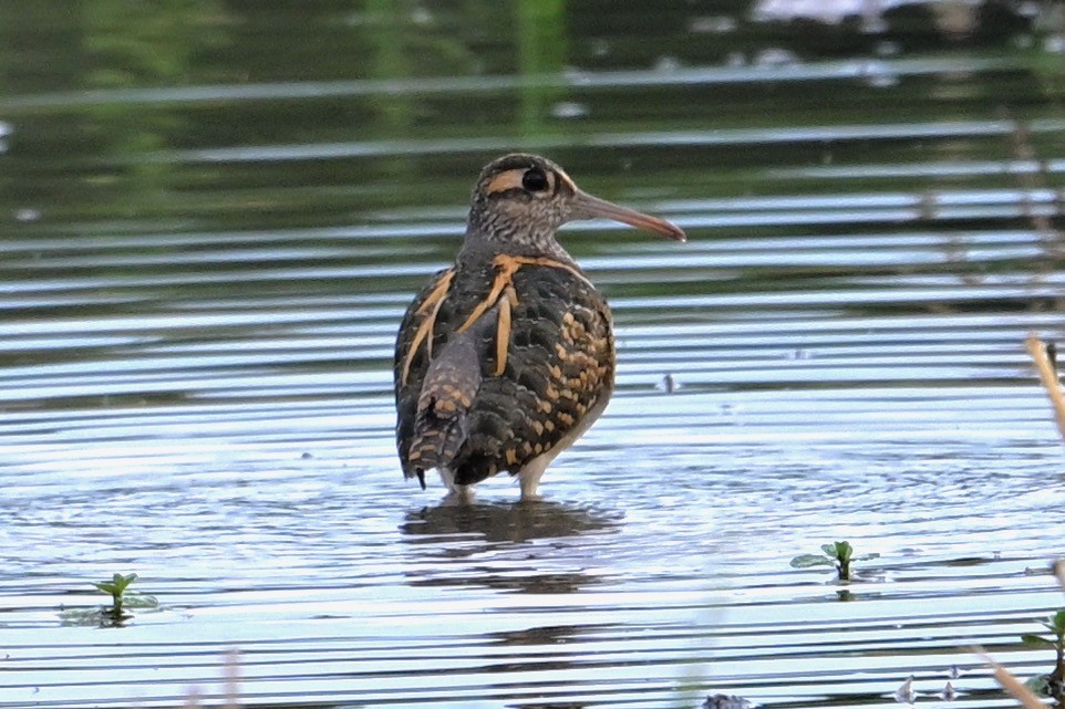 Greater Painted-Snipe - ML628024509