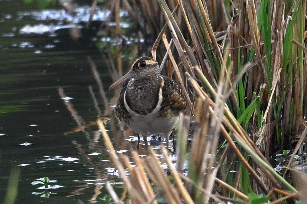 Greater Painted-Snipe - ML628024510