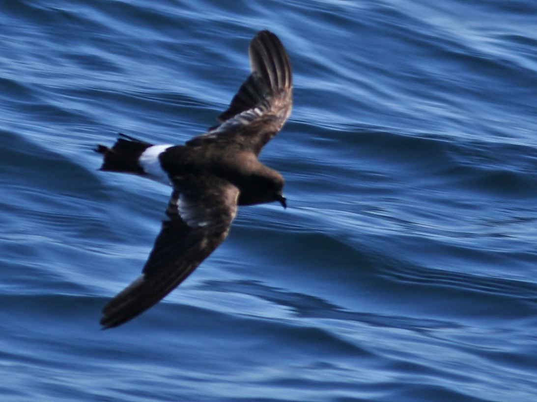 Wilson's Storm-Petrel - ML628024526