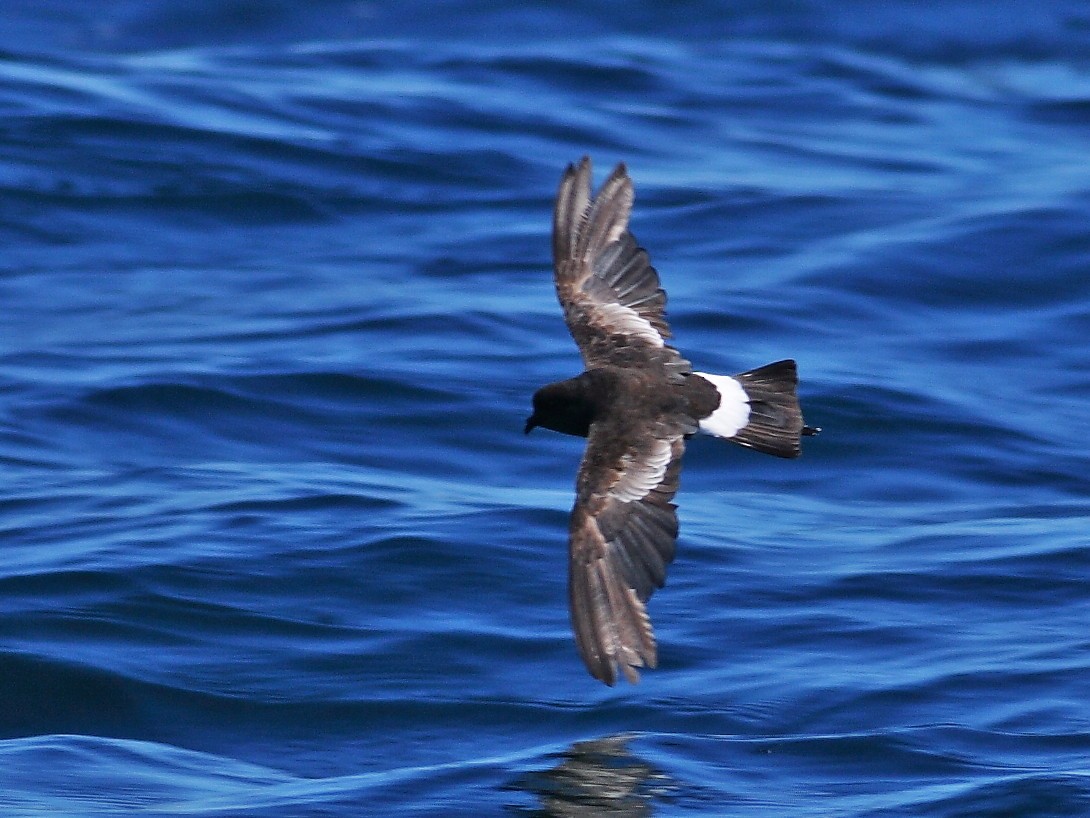 Wilson's Storm-Petrel - ML628024527