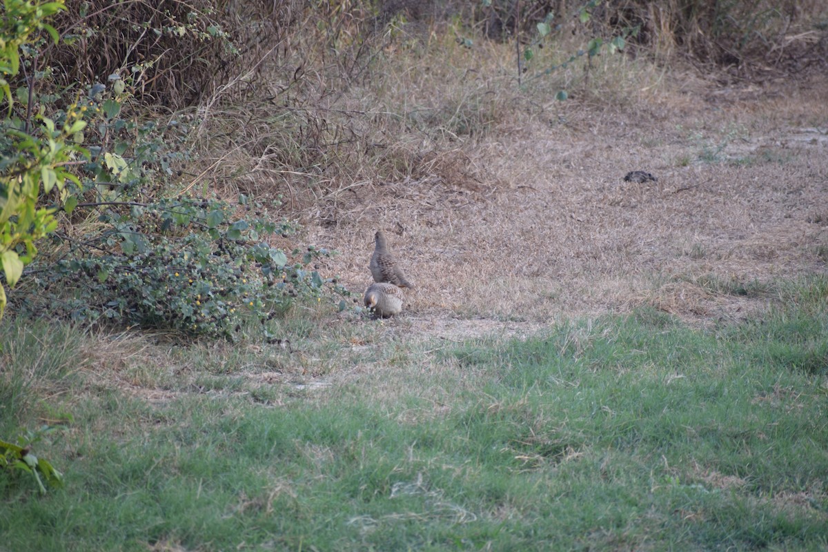 Gray Francolin - ML628024534