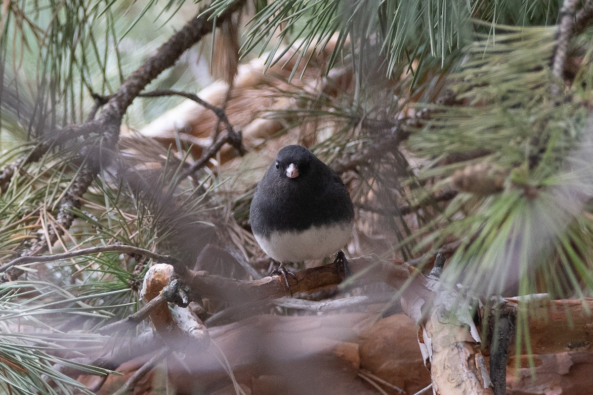 Winterammer (hyemalis/carolinensis) - ML628024548