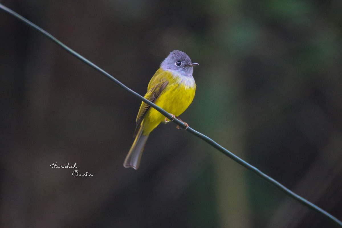 Gray-headed Canary-Flycatcher - ML628024573