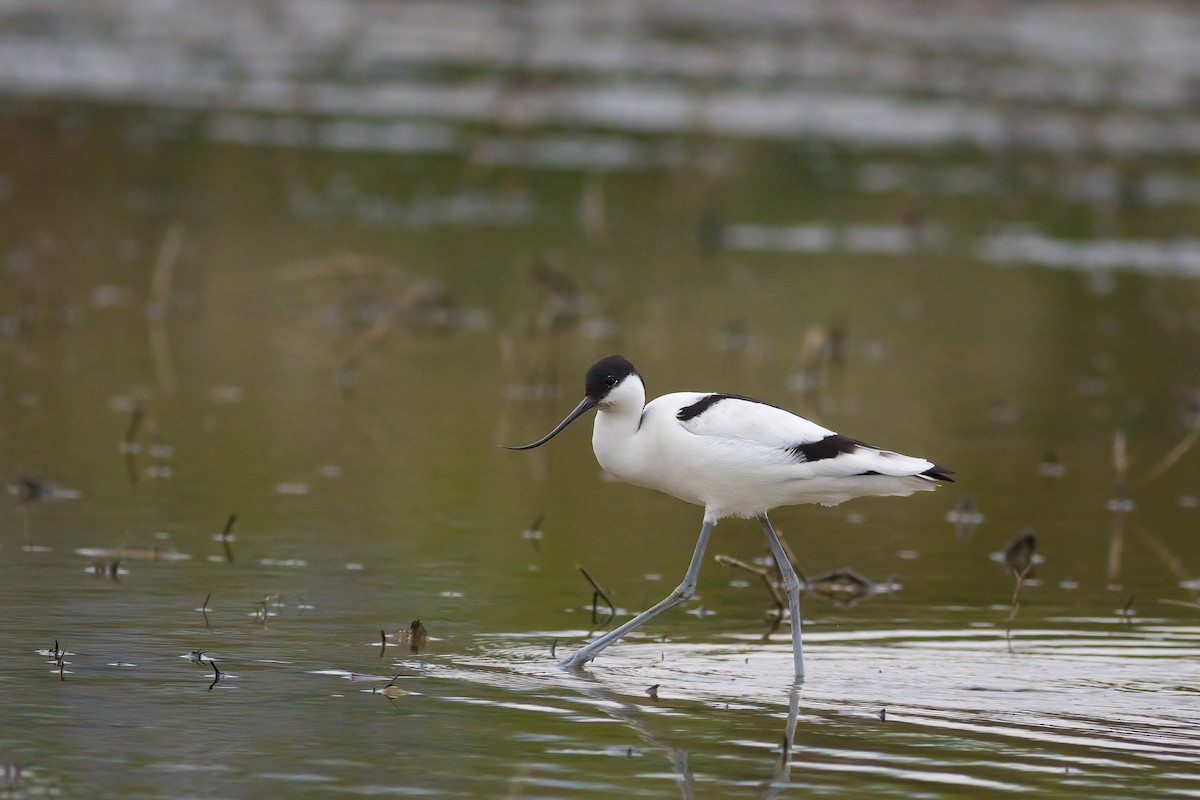 Pied Avocet - ML628024585