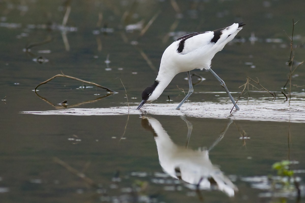 Pied Avocet - ML628024591