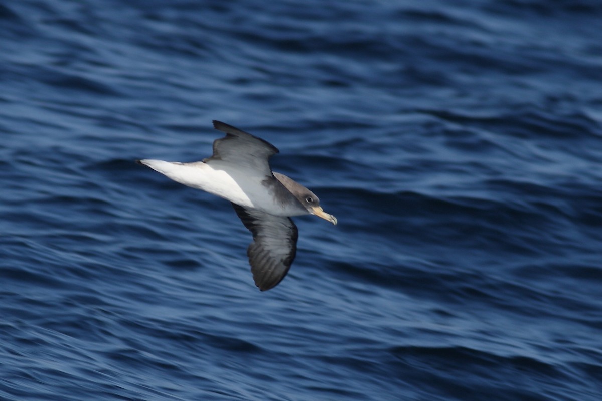 Cory's Shearwater - ML628024620