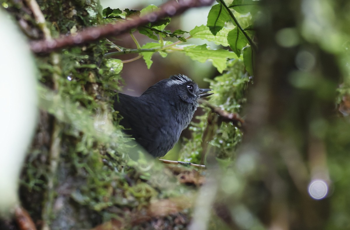 Silvery-fronted Tapaculo - ML628024636