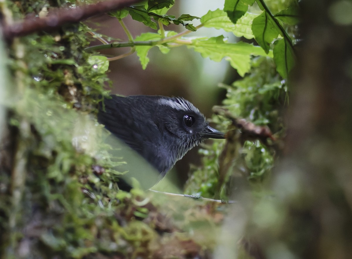 Silvery-fronted Tapaculo - ML628024637