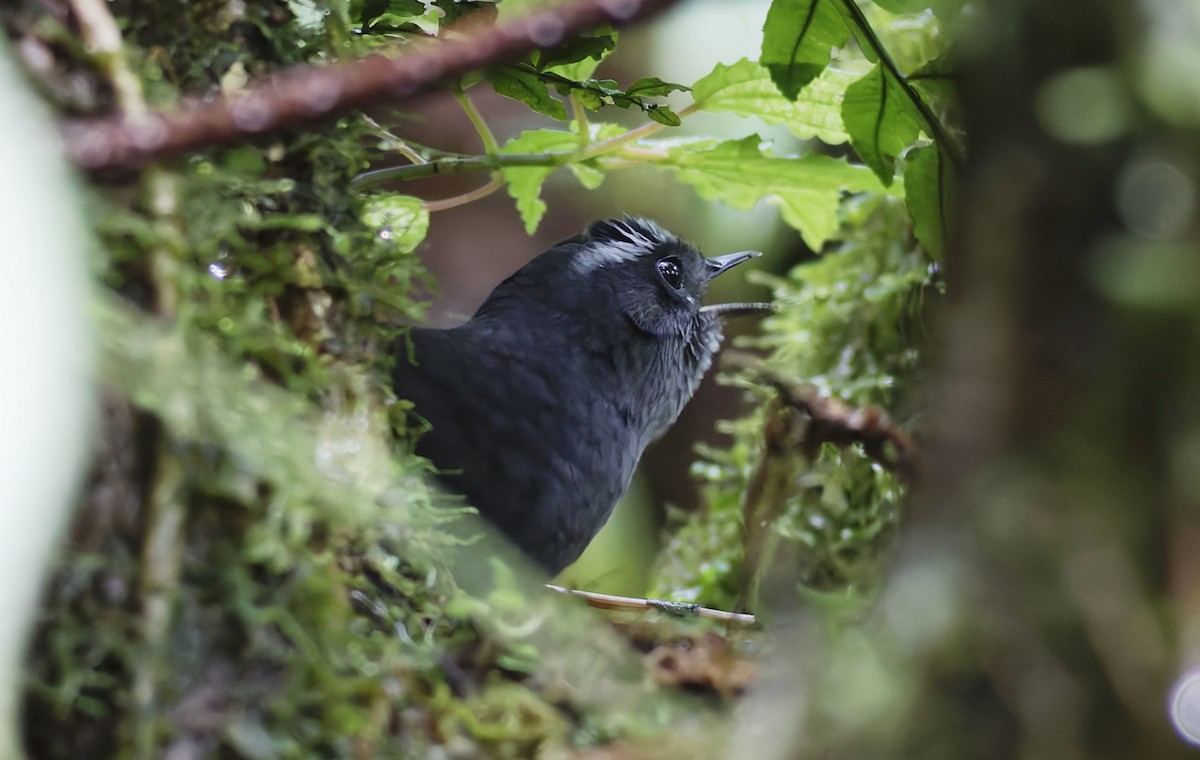 Silvery-fronted Tapaculo - ML628024638