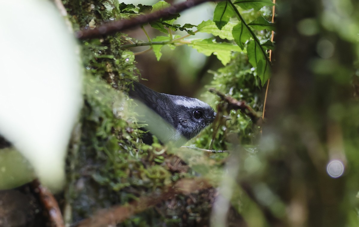 Silvery-fronted Tapaculo - ML628024639