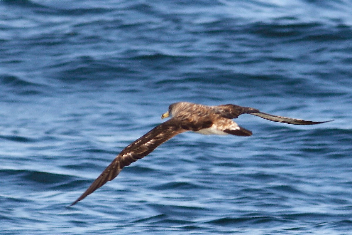 Cory's Shearwater - ML628024642