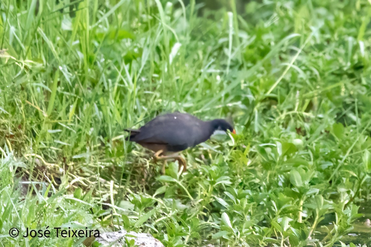 White-breasted Waterhen - ML628024667