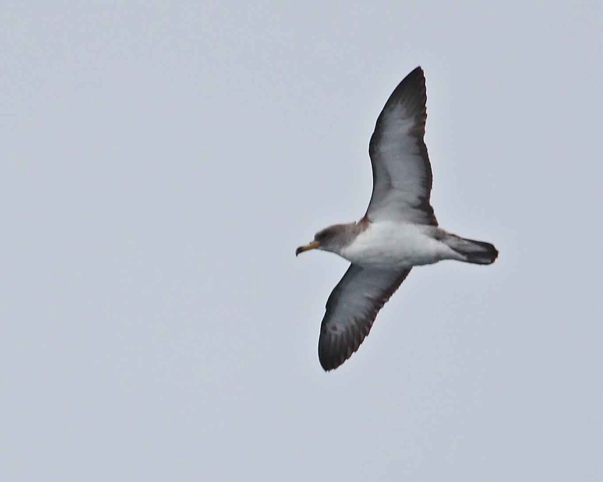 Cory's Shearwater - ML628024672