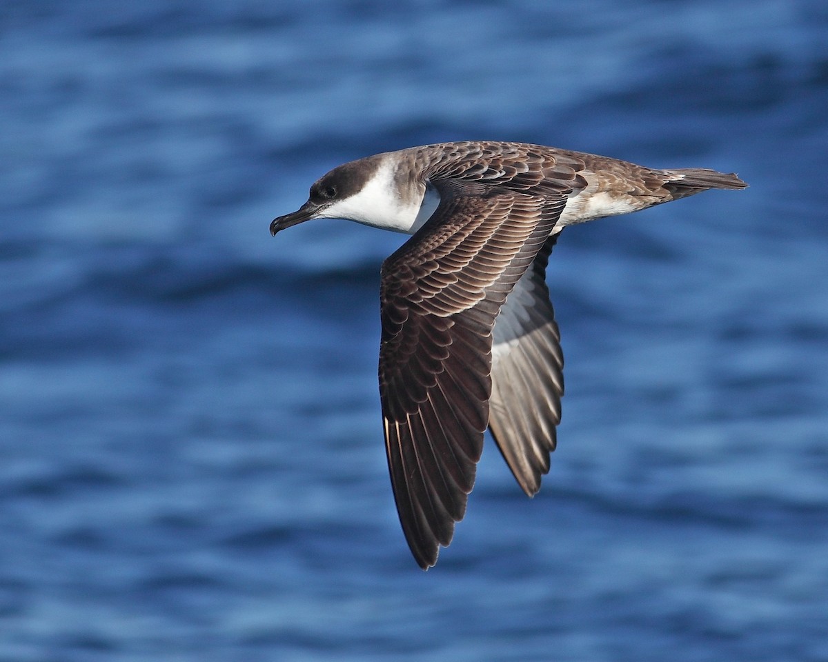 Great Shearwater - ML628024702